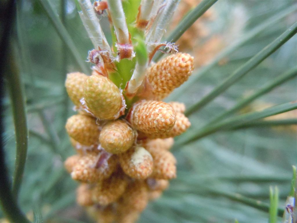 Albero da identificare...Pinus?